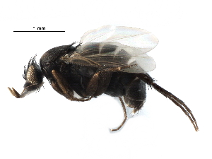  ( - BIOUG27991-F10)  @11 [ ] CreativeCommons - Attribution (2016) CBG Photography Group Centre for Biodiversity Genomics