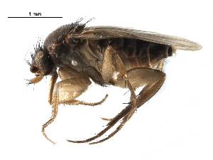  (Dohrniphora perplexa - BIOUG27991-G09)  @11 [ ] CreativeCommons - Attribution (2016) CBG Photography Group Centre for Biodiversity Genomics