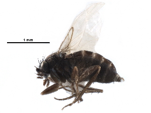  ( - BIOUG27991-H02)  @11 [ ] CreativeCommons - Attribution (2016) CBG Photography Group Centre for Biodiversity Genomics