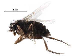  ( - BIOUG27991-H03)  @11 [ ] CreativeCommons - Attribution (2016) CBG Photography Group Centre for Biodiversity Genomics