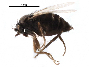  ( - BIOUG27991-H04)  @11 [ ] CreativeCommons - Attribution (2016) CBG Photography Group Centre for Biodiversity Genomics