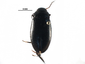  ( - BIOUG27991-H10)  @13 [ ] CreativeCommons - Attribution (2016) CBG Photography Group Centre for Biodiversity Genomics