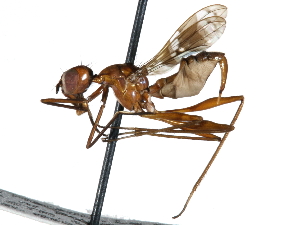  ( - BIOUG31901-D03)  @11 [ ] CreativeCommons - Attribution (2017) CBG Photography Group Centre for Biodiversity Genomics