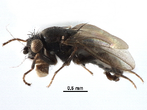  ( - BIOUG31901-H08)  @11 [ ] CreativeCommons - Attribution (2017) CBG Photography Group Centre for Biodiversity Genomics