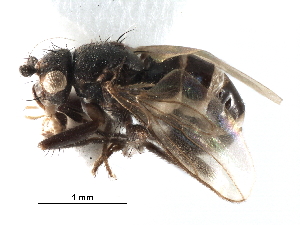  ( - BIOUG31901-H09)  @11 [ ] CreativeCommons - Attribution (2017) CBG Photography Group Centre for Biodiversity Genomics