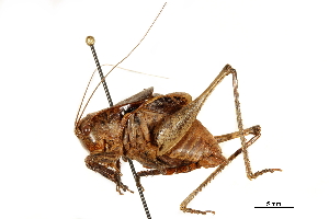  (Atlanticus testaceus - BIOUG44550-E02)  @11 [ ] CreativeCommons - Attribution (2018) CBG Photography Group Centre for Biodiversity Genomics