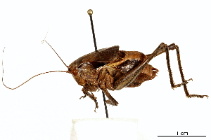  ( - BIOUG44550-E03)  @11 [ ] CreativeCommons - Attribution (2018) CBG Photography Group Centre for Biodiversity Genomics