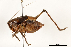  ( - BIOUG44550-E04)  @11 [ ] CreativeCommons - Attribution (2018) CBG Photography Group Centre for Biodiversity Genomics