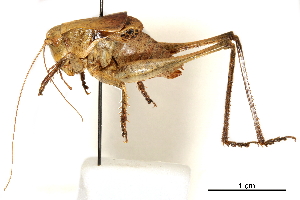  (Atlanticus davisi - BIOUG44550-E05)  @11 [ ] CreativeCommons - Attribution (2018) CBG Photography Group Centre for Biodiversity Genomics