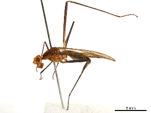  ( - CCDB-33184-F08)  @11 [ ] CreativeCommons - Attribution (2019) CBG Photography Group Centre for Biodiversity Genomics