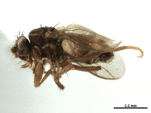  ( - CCDB-33184-F11)  @11 [ ] CreativeCommons - Attribution (2019) CBG Photography Group Centre for Biodiversity Genomics