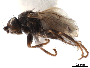  (Ceroptera longicauga - CCDB-33184-G06)  @11 [ ] CreativeCommons - Attribution (2019) CBG Photography Group Centre for Biodiversity Genomics