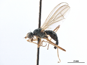  ( - CCDB-33291-A05)  @11 [ ] CreativeCommons - Attribution (2019) CBG Photography Group Centre for Biodiversity Genomics