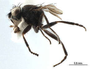  ( - CCDB-33291-B02)  @11 [ ] CreativeCommons - Attribution (2019) CBG Photography Group Centre for Biodiversity Genomics