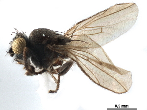  ( - CCDB-33291-B03)  @11 [ ] CreativeCommons - Attribution (2019) CBG Photography Group Centre for Biodiversity Genomics