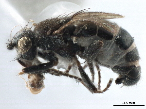  ( - CCDB-33291-B05)  @11 [ ] CreativeCommons - Attribution (2019) CBG Photography Group Centre for Biodiversity Genomics