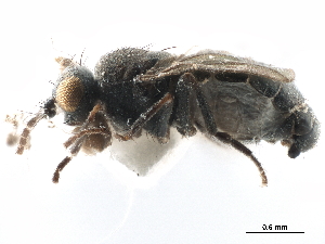  ( - CCDB-33291-B07)  @11 [ ] CreativeCommons - Attribution (2019) CBG Photography Group Centre for Biodiversity Genomics