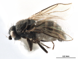  ( - CCDB-33291-B11)  @11 [ ] CreativeCommons - Attribution (2019) CBG Photography Group Centre for Biodiversity Genomics