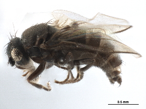  ( - CCDB-33291-C01)  @11 [ ] CreativeCommons - Attribution (2019) CBG Photography Group Centre for Biodiversity Genomics