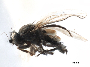  ( - CCDB-33291-C02)  @11 [ ] CreativeCommons - Attribution (2019) CBG Photography Group Centre for Biodiversity Genomics
