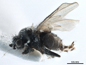  ( - CCDB-33291-C06)  @11 [ ] CreativeCommons - Attribution (2019) CBG Photography Group Centre for Biodiversity Genomics