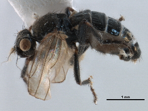  ( - CCDB-33291-F11)  @11 [ ] CreativeCommons - Attribution (2019) CBG Photography Group Centre for Biodiversity Genomics