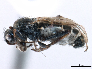  ( - CCDB-33291-F12)  @11 [ ] CreativeCommons - Attribution (2019) CBG Photography Group Centre for Biodiversity Genomics