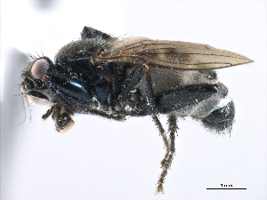  ( - CCDB-33291-G02)  @11 [ ] CreativeCommons - Attribution (2019) CBG Photography Group Centre for Biodiversity Genomics