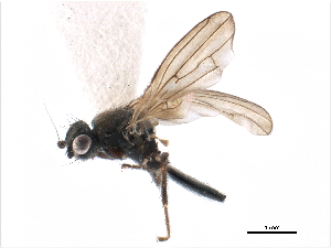  ( - CCDB-33291-G07)  @11 [ ] CreativeCommons - Attribution (2019) CBG Photography Group Centre for Biodiversity Genomics