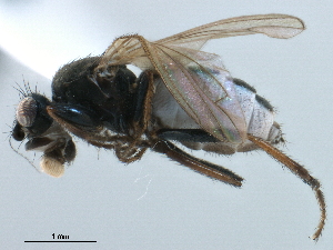  ( - CCDB-33291-G08)  @11 [ ] CreativeCommons - Attribution (2019) CBG Photography Group Centre for Biodiversity Genomics