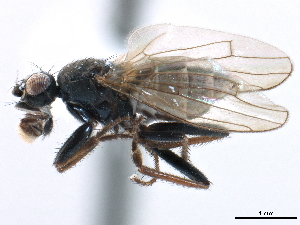  ( - CCDB-33291-G09)  @11 [ ] CreativeCommons - Attribution (2019) CBG Photography Group Centre for Biodiversity Genomics