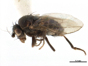  ( - CCDB-33291-H11)  @11 [ ] CreativeCommons - Attribution (2019) CBG Photography Group Centre for Biodiversity Genomics