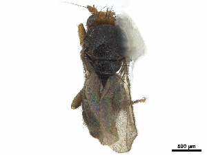  (Howickia kurandensis - debu00129070)  @11 [ ] CreativeCommons - Attribution (2020) CBG Photography Group Centre for Biodiversity Genomics