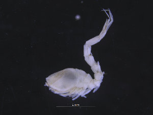  ( - 33744_03)  @11 [ ] CreativeCommons - Attribution Non-Commercial Share-Alike (2019) University of Bergen Natural History Collections