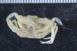  ( - ZMBN_108020)  @11 [ ] CreativeCommons - Attribution Non-Commercial Share-Alike (2017) University of Bergen Natural History Collections