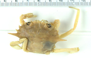  ( - ZMBN_108021)  @11 [ ] CreativeCommons - Attribution Non-Commercial Share-Alike (2017) University of Bergen Natural History Collections