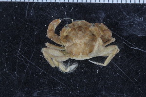  ( - ZMBN_108032)  @11 [ ] CreativeCommons - Attribution Non-Commercial Share-Alike (2017) University of Bergen Natural History Collections