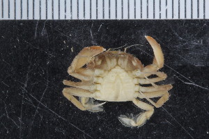 ( - ZMBN_108032)  @11 [ ] CreativeCommons - Attribution Non-Commercial Share-Alike (2017) University of Bergen Natural History Collections