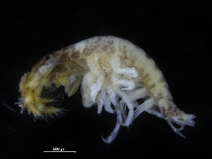  ( - ZMBN_108037)  @11 [ ] CreativeCommons - Attribution Non-Commercial Share-Alike (2017) University of Bergen Natural History Collections