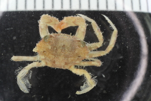  ( - ZMBN_108049)  @11 [ ] CreativeCommons - Attribution Non-Commercial Share-Alike (2017) University of Bergen Natural History Collections