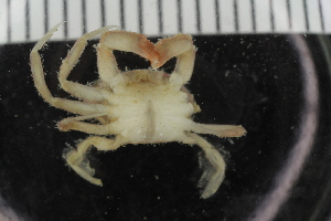  ( - ZMBN_108049)  @11 [ ] CreativeCommons - Attribution Non-Commercial Share-Alike (2017) University of Bergen Natural History Collections