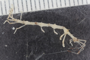  ( - ZMBN_111594)  @11 [ ] CreativeCommons - Attribution Non-Commercial Share-Alike (2018) University of Bergen Natural History Collections