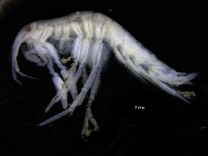  ( - ZMBN_111595)  @11 [ ] CreativeCommons - Attribution Non-Commercial Share-Alike (2018) University of Bergen Natural History Collections