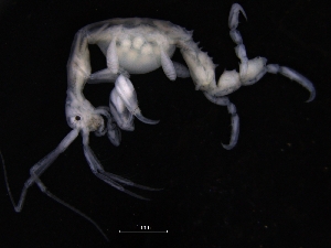  (Caprella tuberculata - ZMBN_111605)  @11 [ ] CreativeCommons - Attribution Non-Commercial Share-Alike (2018) University of Bergen Natural History Collections