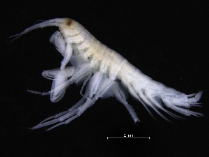  ( - ZMBN_111608)  @11 [ ] CreativeCommons - Attribution Non-Commercial Share-Alike (2018) University of Bergen Natural History Collections