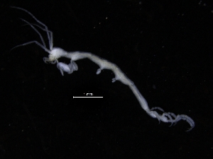  (Caprella equilibra - ZMBN_111616)  @11 [ ] CreativeCommons - Attribution Non-Commercial Share-Alike (2018) University of Bergen Natural History Collections