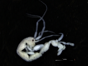  (Caprella cf. fretensis - ZMBN_112636)  @11 [ ] CreativeCommons - Attribution Non-Commercial Share-Alike (2018) University of Bergen Natural History Collections