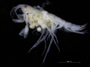  ( - ZMBN_112640)  @11 [ ] CreativeCommons - Attribution Non-Commercial Share-Alike (2018) University of Bergen Natural History Collections