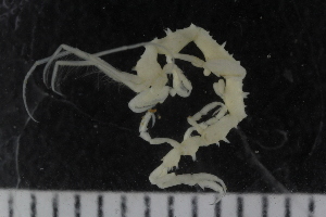  (Caprella cf. punctata - ZMBN_112669)  @11 [ ] CreativeCommons - Attribution Non-Commercial Share-Alike (2054) University of Bergen Natural History Collections