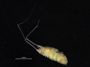  (Eurycope inermis - ZMBN_112681)  @11 [ ] CreativeCommons - Attribution Non-Commercial Share-Alike (2019) University of Bergen Natural History Collections